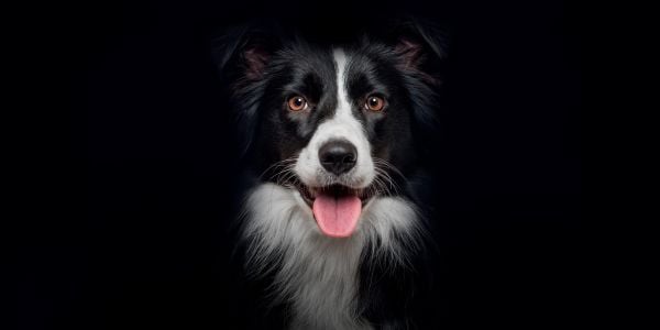 Dog coughing shop when excited